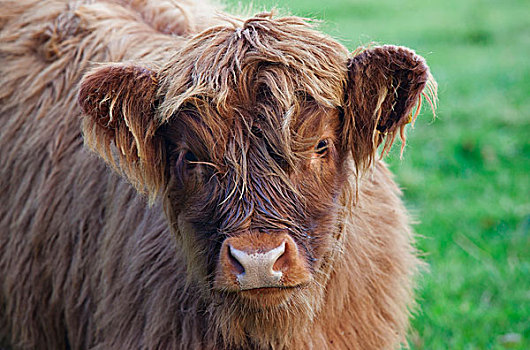 幼兽,牦牛,苏格兰边境,苏格兰