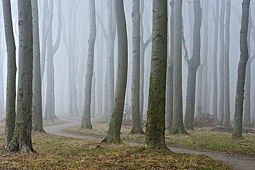 树,道路,雾,灵异,树林,波美拉尼亚,梅克伦堡州,德国