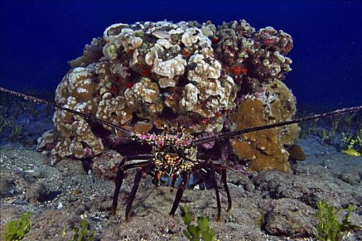 夏威夷,大螯虾,礁石