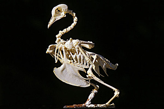 鸽子,骨骼,成年,黑色背景