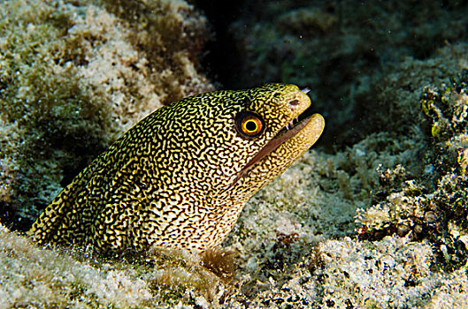 海鳗,博奈尔岛,荷属安的列斯,加勒比