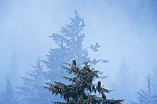 白头鹰,海雕属,雕,成熟林,雨林,温带雨林,不列颠哥伦比亚省,加拿大