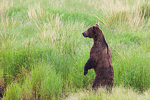 大灰熊,棕熊,站立,后腿,风景,高处,杂草,靠近,布鲁克斯河,卡特麦国家公园,保存,西南方,阿拉斯加,美国