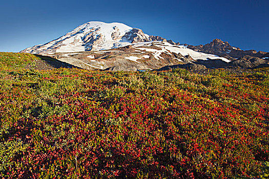 雷尼尔山,山,国家公园,华盛顿,美国