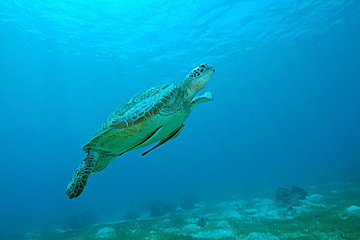 绿海龟,黑色,海龟,太平洋,龟类,保和省,海洋,菲律宾,亚洲