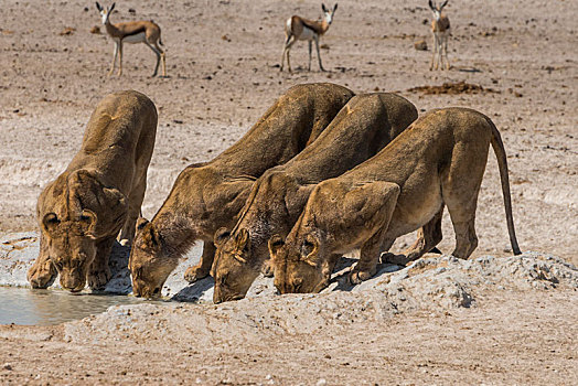 狮子,喝,水坑,埃托沙国家公园,纳米比亚,非洲