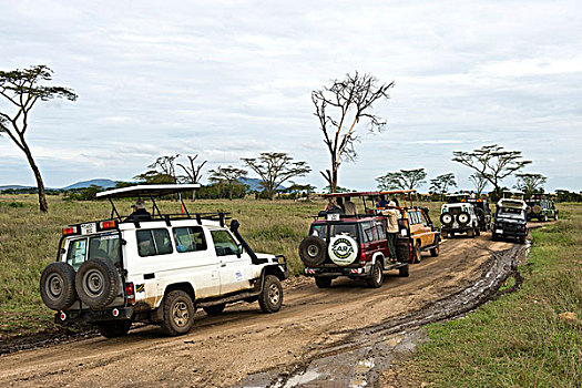 塞车,游人,看,豹,塞伦盖蒂国家公园,世界遗产,坦桑尼亚,非洲