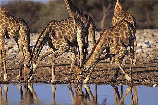 长颈鹿,哺乳动物,埃托沙国家公园,纳米比亚,非洲,动物