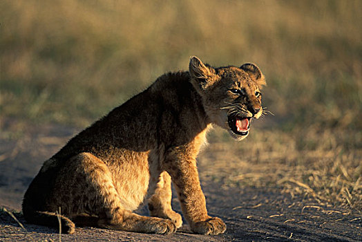 肯尼亚,马塞马拉野生动物保护区,幼狮,狮子,自豪,热带草原,黎明
