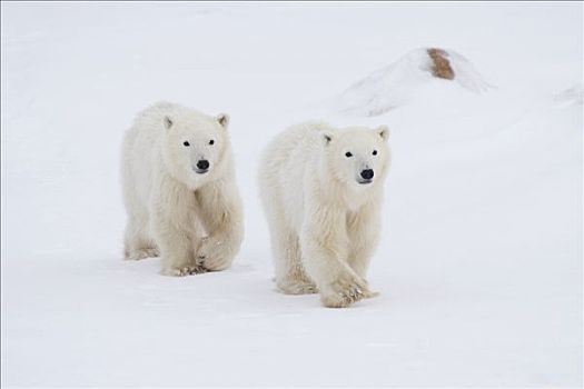 两个,年轻,北极熊,走,雪,丘吉尔市,曼尼托巴,加拿大