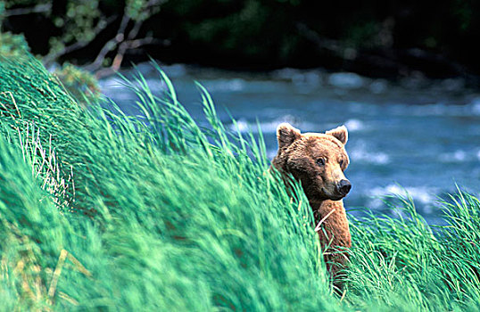美国,阿拉斯加,卡特麦国家公园,大灰熊,棕熊,走,高,夏天,草,布鲁克斯河