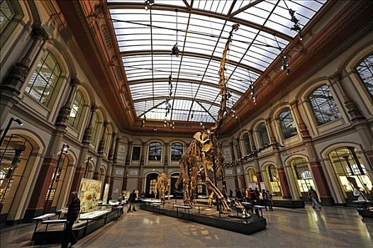 恐龙,骨骼,展示,世界,博物馆,自然历史博物馆,柏林,德国,欧洲