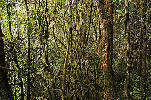 树干,不同,雾林,室内,厄瓜多尔