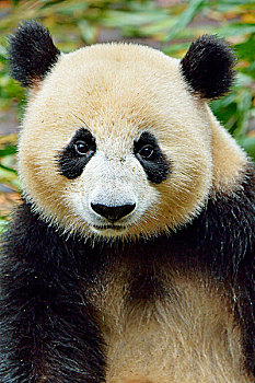 大熊猫,俘获,成都,研究,饲养,熊猫,四川,中国,亚洲