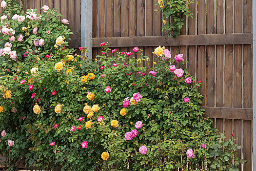 篱笆墙边的蔷薇花