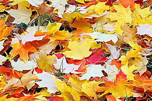 俄勒冈,美国,秋天,彩色,地面