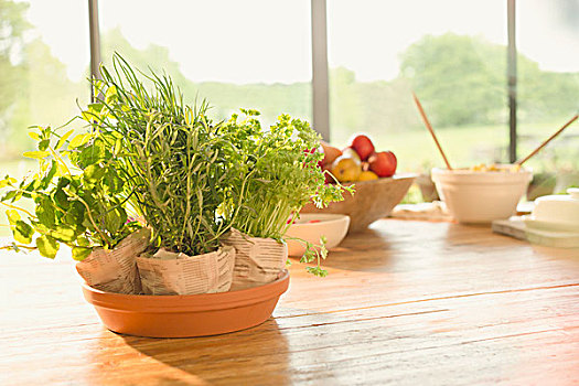 清新,盆栽,药草,餐桌