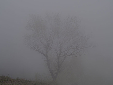 树,干燥,枝条,雾,蒙特卡罗,伊斯基亚,卡拉布里亚,意大利,欧洲