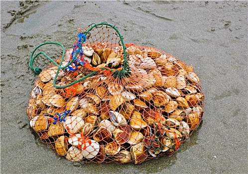 海螺壳,渔网