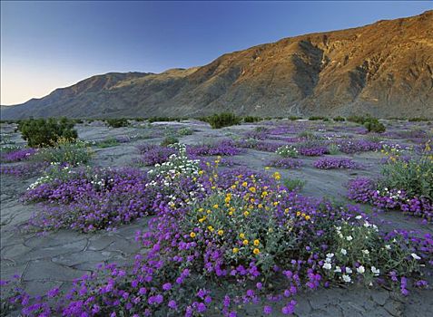 沙子,马鞭草属植物,荒芜,向日葵,安萨玻里哥沙漠州立公园,加利福尼亚
