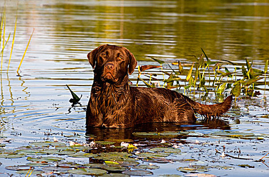 巧克力拉布拉多犬,狗,水中