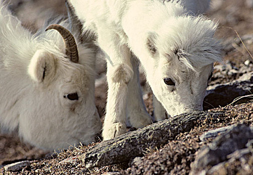 美国,阿拉斯加,野大白羊,母羊,羊羔,德纳里峰国家公园