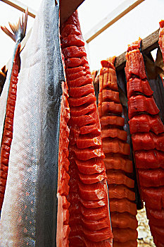 北极红点鲑,肉片,干燥架,北冰洋,靠近,剑桥湾,努纳武特,加拿大