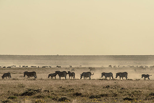 斑马,马,牧群,尘土,空气,干燥,草原,夜光,埃托沙国家公园,纳米比亚,非洲