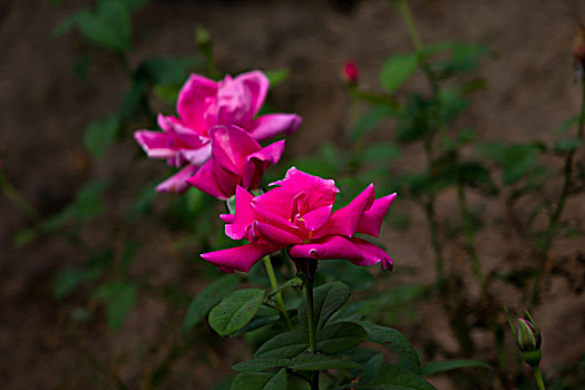 月季花,美丽月季,美艳月季花