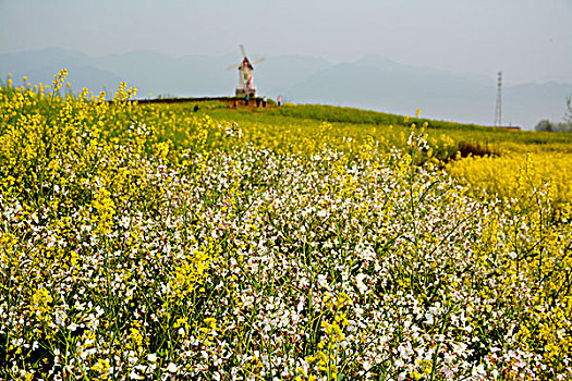 油菜花