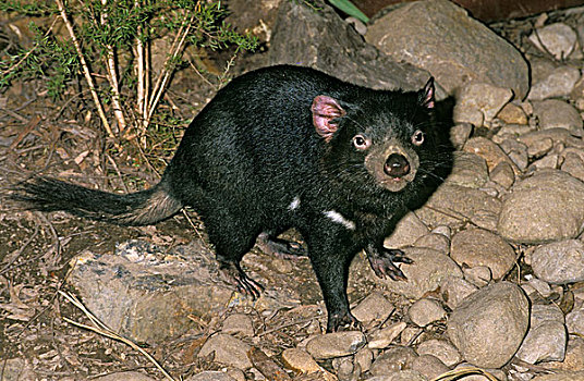 袋獾,成年,澳大利亚