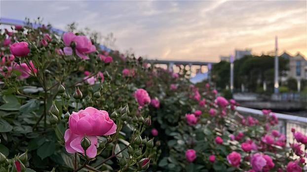 夕阳花开