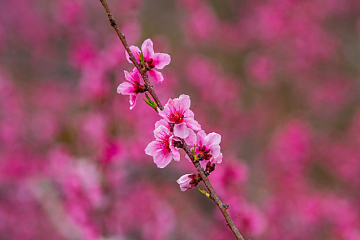 山东蒙阴岱崮地貌桃花盛开