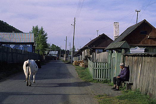 俄罗斯,西伯利亚,贝加尔湖,母牛