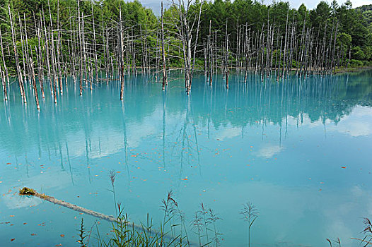 蓝色,水塘,日本