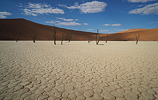 缝隙,粘土,远景,枯木,沙丘,索苏维来地区,国家公园,纳米比亚