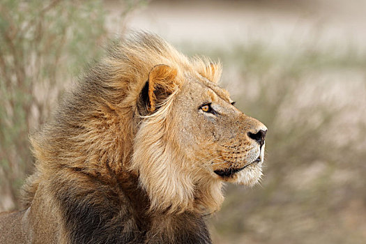 非洲狮,头像