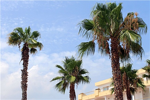 热带,棕榈树,酒店