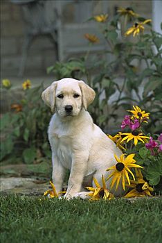 黄色拉布拉多犬,狗,肖像,小狗,坐,黑眼苏珊