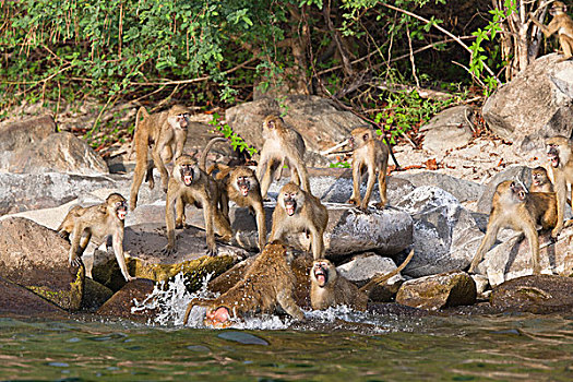 黄狒狒,军队,向上,一个人,坦噶尼喀湖,坦桑尼亚