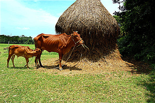 家畜,孟加拉,十月,2007年
