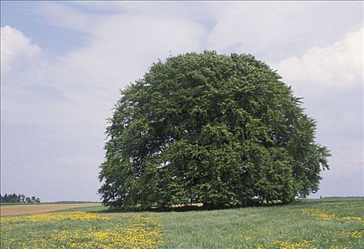 巴伐利亚,山毛榉树,德国