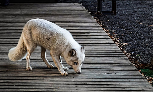 中国长春净月潭森林公园里出没的白色狐狸