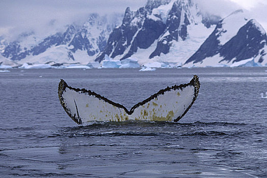 南极半岛,阿根廷,岛屿,驼背鲸,鲸尾叶突,次序