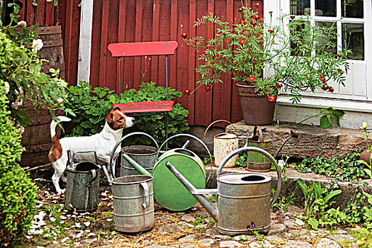狗,老,洒水壶,种植器皿,石头,正前
