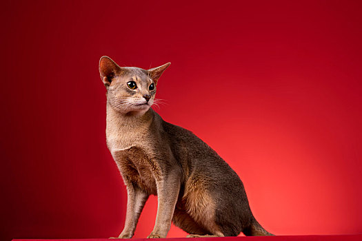 阿比西尼亚猫肖像照