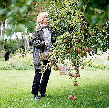 女人,挑选,苹果,瑞典