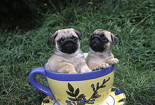 两个,哈巴狗,小狗,室内,茶杯,草地