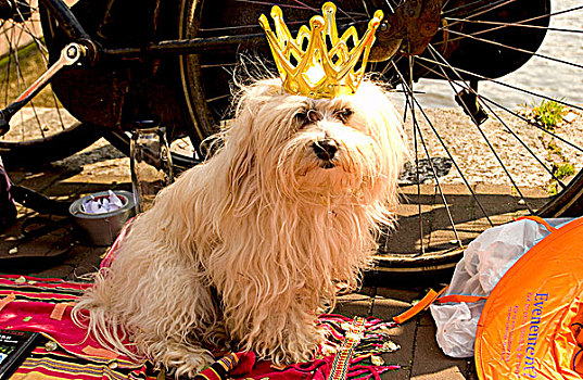 狗,皇冠