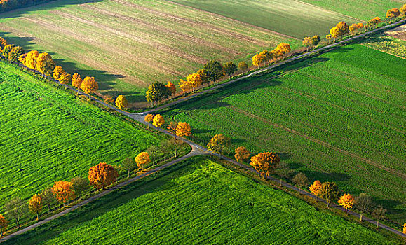 道路,秋天,泥路,交叉,一对,地点,明斯特地区,北莱茵威斯特伐利亚,德国,欧洲